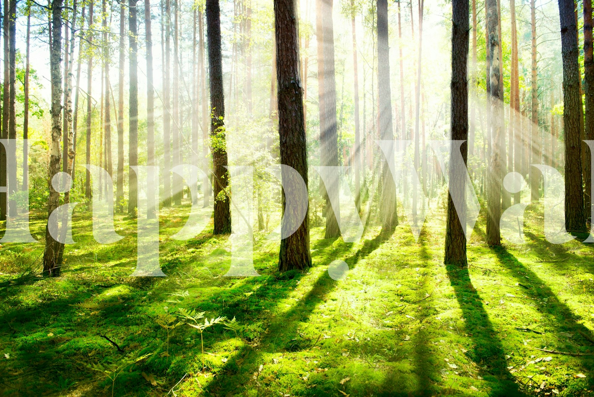 Forest light carta da parati in una stanza serena