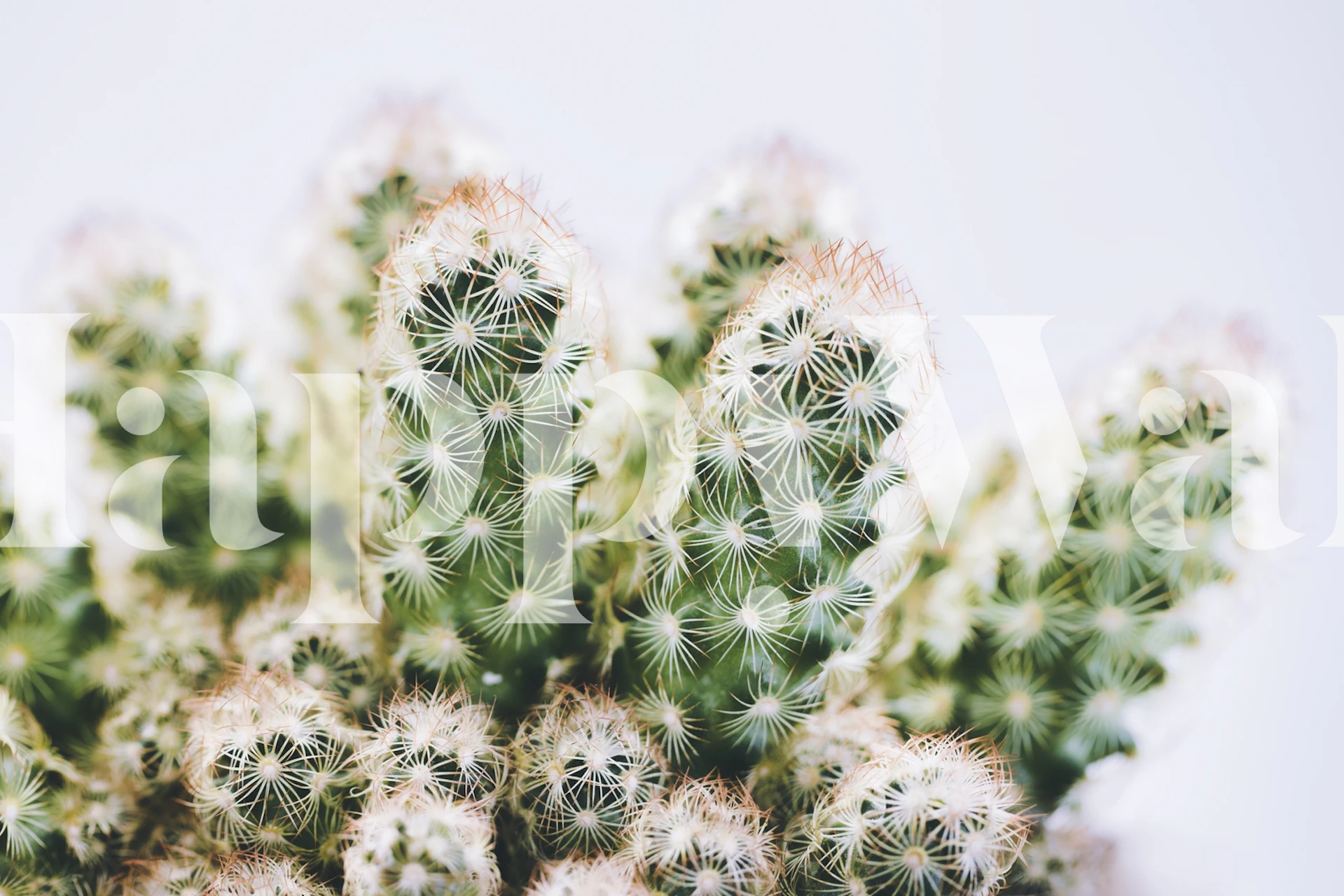 Green cactus wallpaper in a stylish room