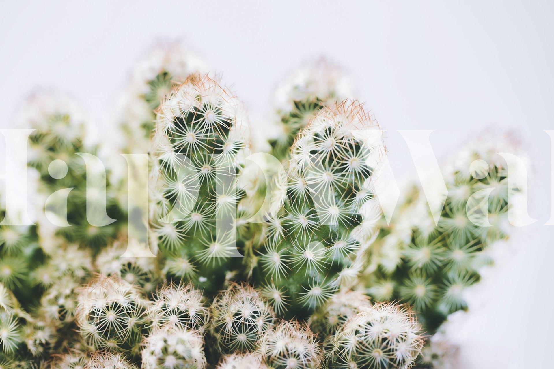 Green cactus wallpaper in a stylish room