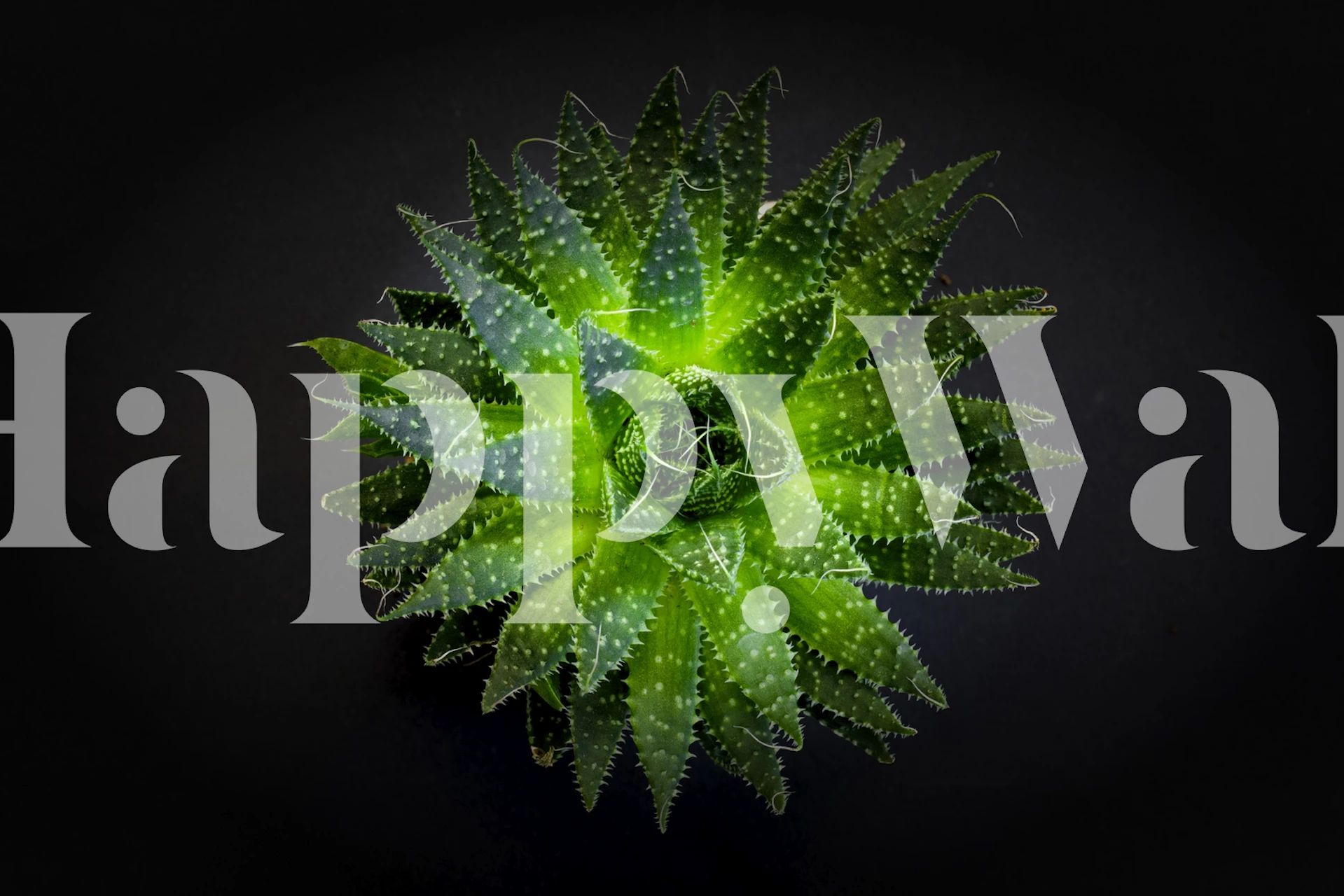 Green succulent leaves with shiny texture wallpaper