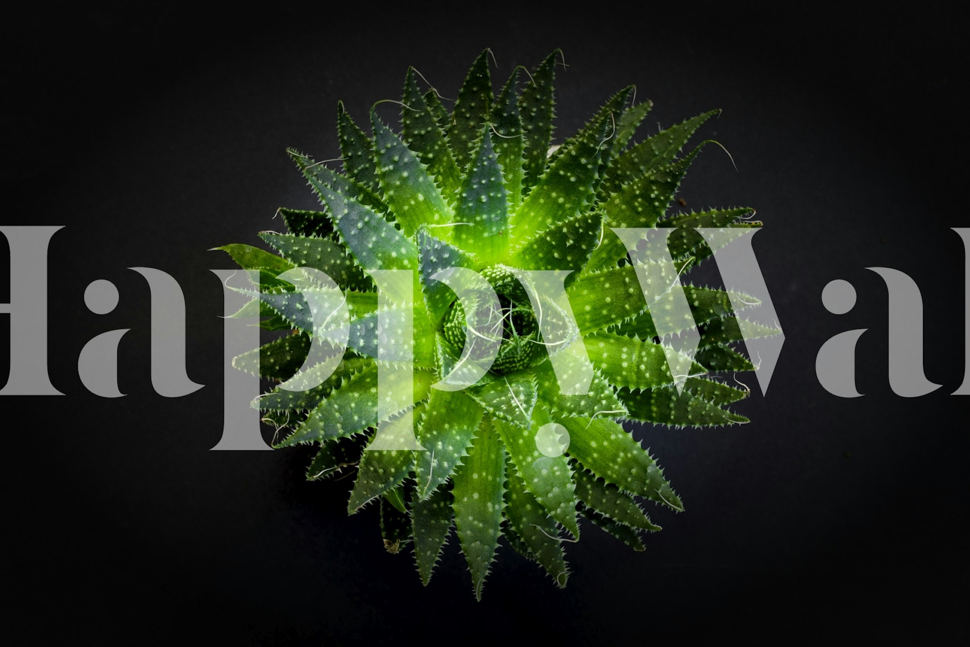 Green succulent leaves with shiny texture wallpaper