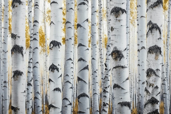 Birch Dreams in Gold