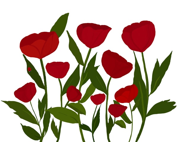 Poppies in the Garden