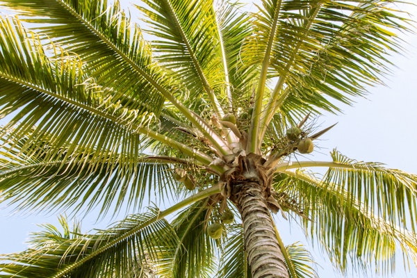 Lush Coconut Canopy