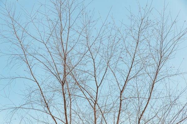 Ethereal Bare Trees