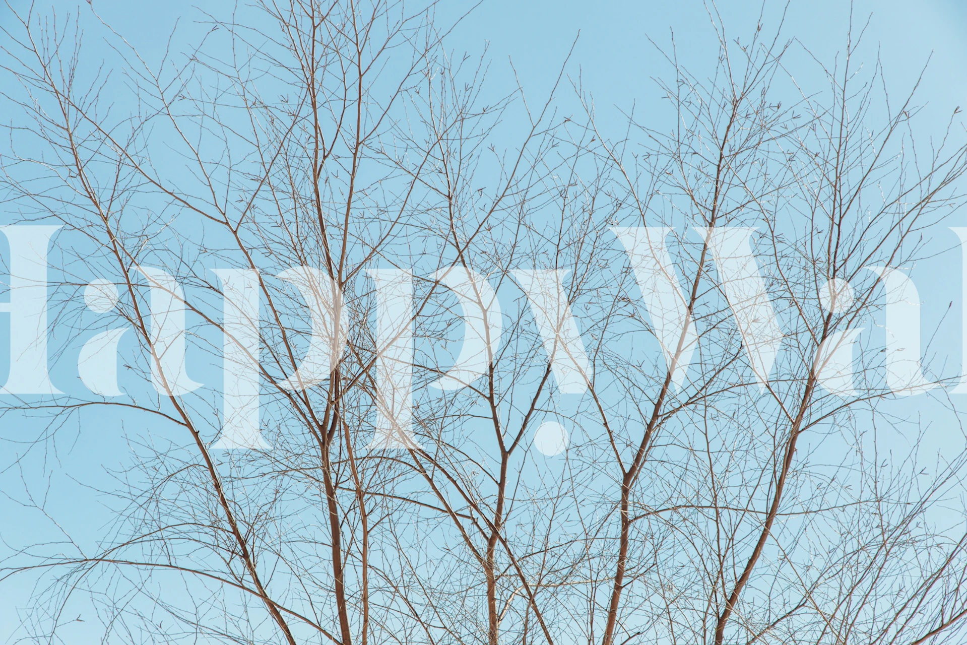 Delicate bare tree branches against a light blue sky wallpaper