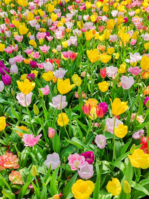 Spring Tulip Blossoms