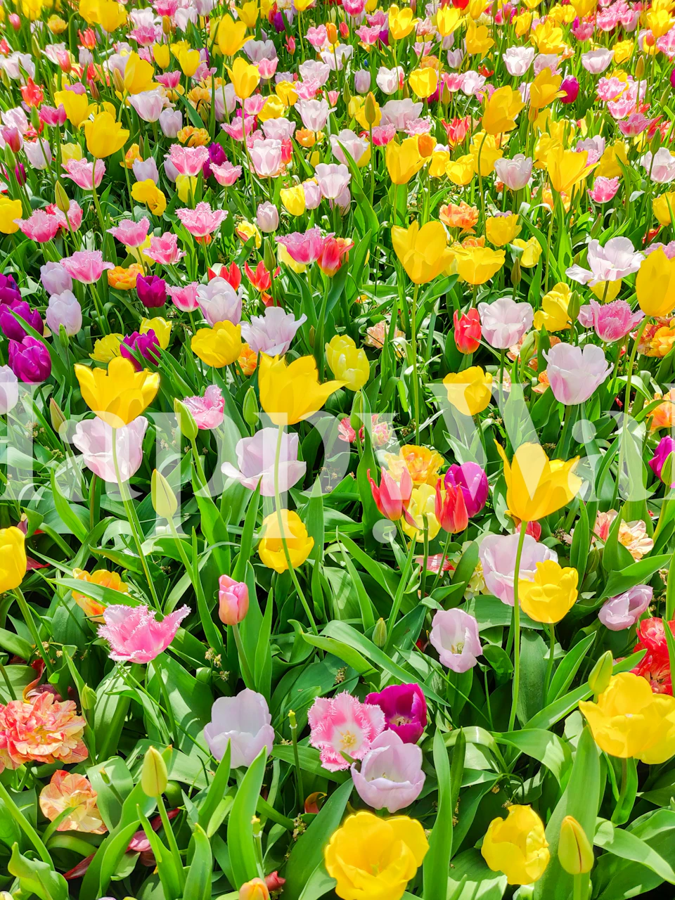 Colorful tulip floral wallpaper featuring pink, yellow, and purple flowers