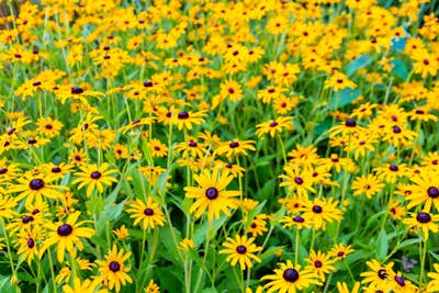 Τοιχογραφία