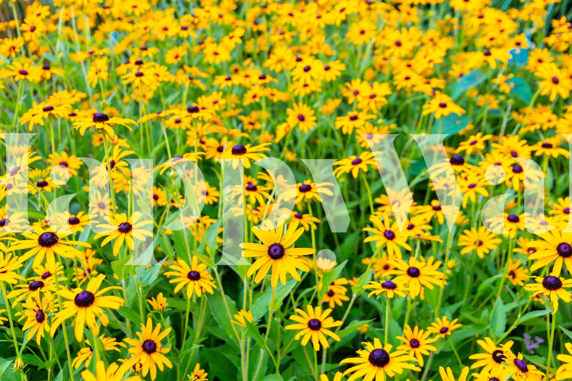Vibrant Yellow Daisies papel de parede em um quarto