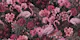Exotic Flamingo Garden Pink Paradise