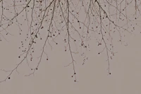 Under The Tree - Mocha Mousse tapet