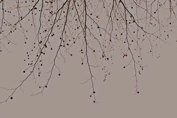 Under The Tree - Mocha Mousse