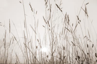 Τοιχογραφία