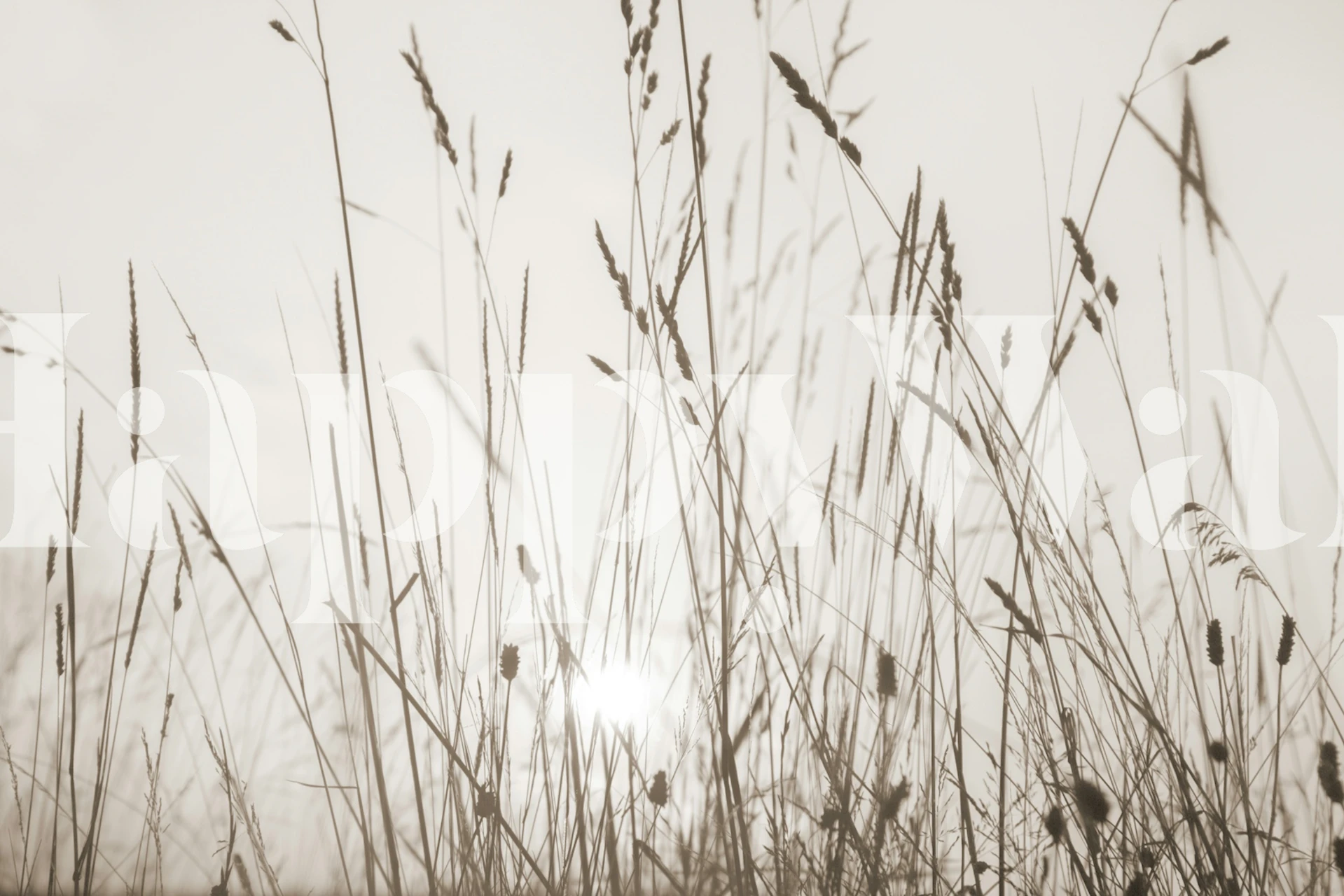 Gentle Sundown Grass Beige tapet i ett rum