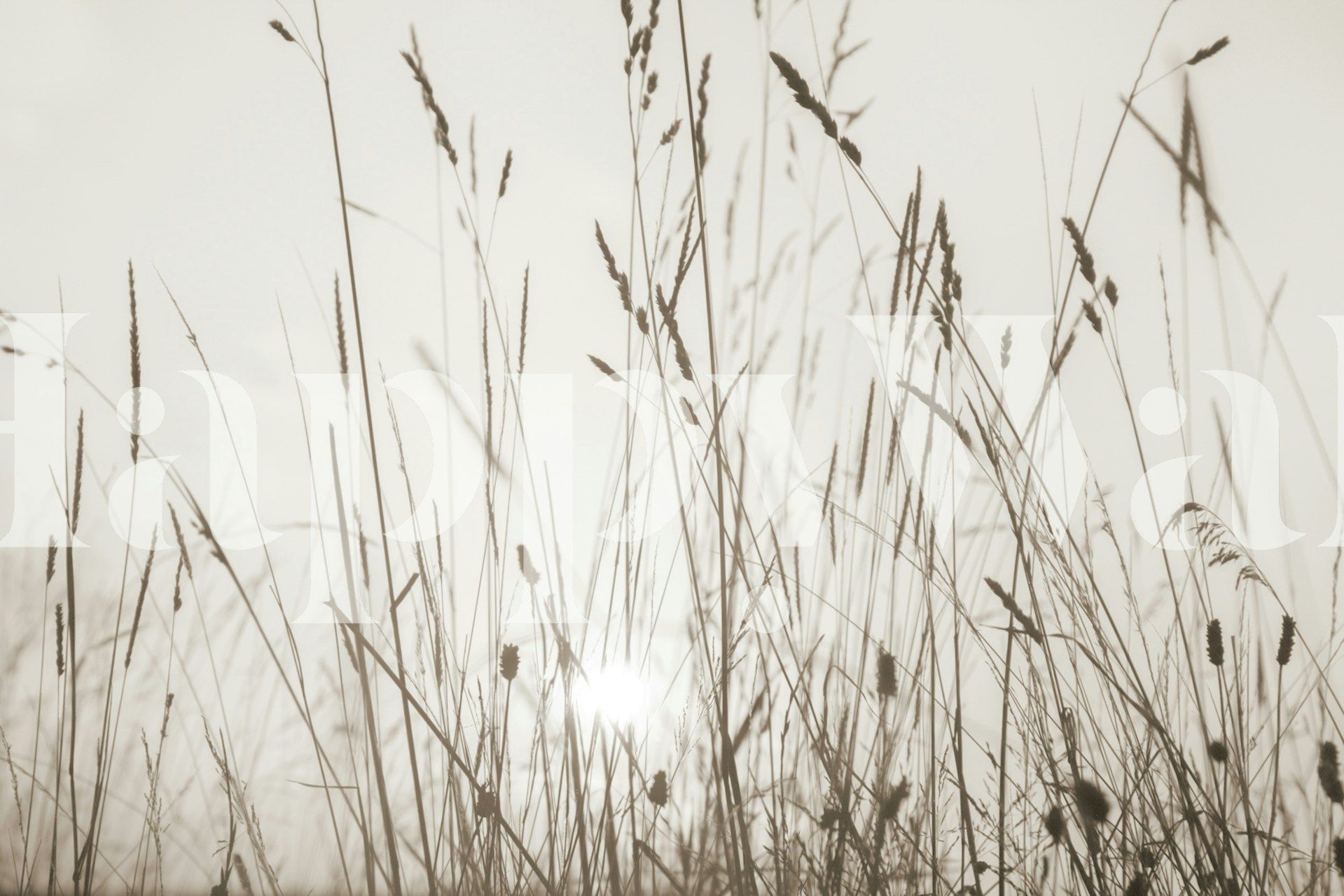 Silhouette of tall grass against a soft beige background wallpaper