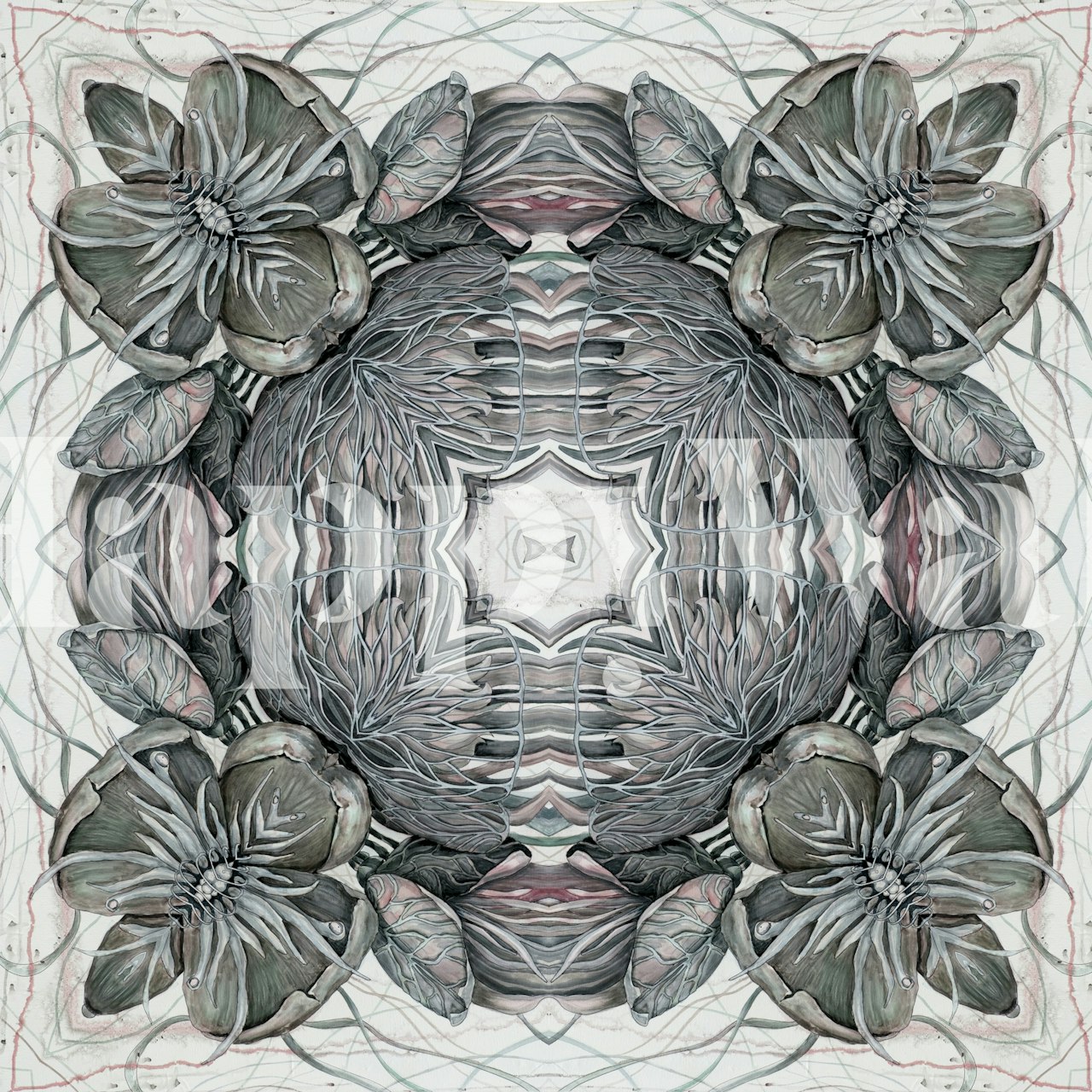 Hellebore circle wallpaper displayed in a room