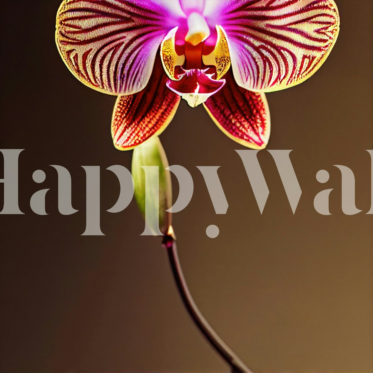 Vibrant pink and white orchid floral design wallpaper