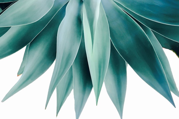 Agave Fringe