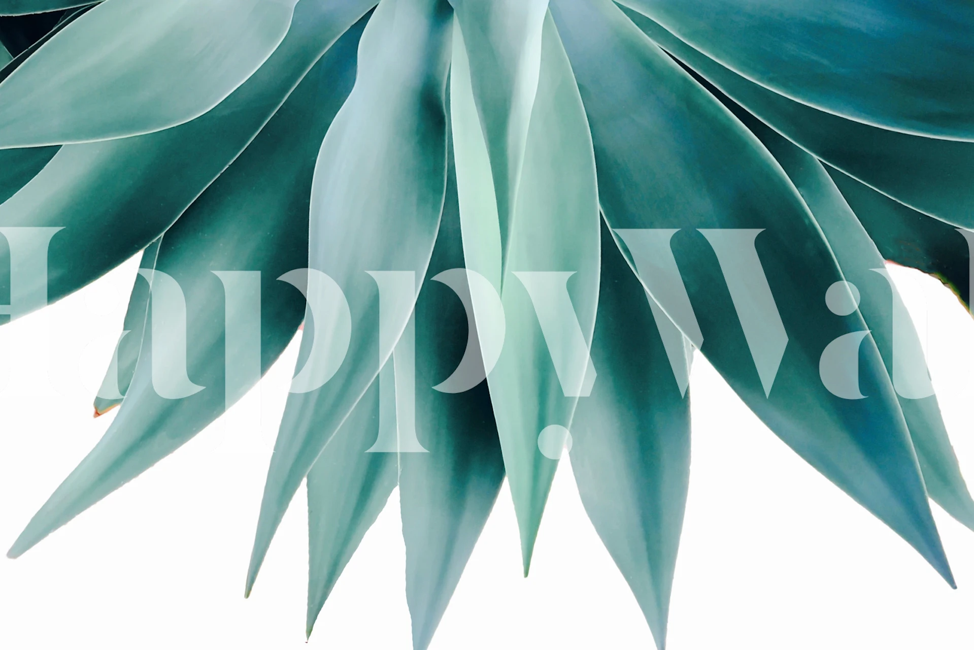 Agave leaves in various shades of green wallpaper