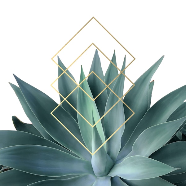 Agave Geometrics