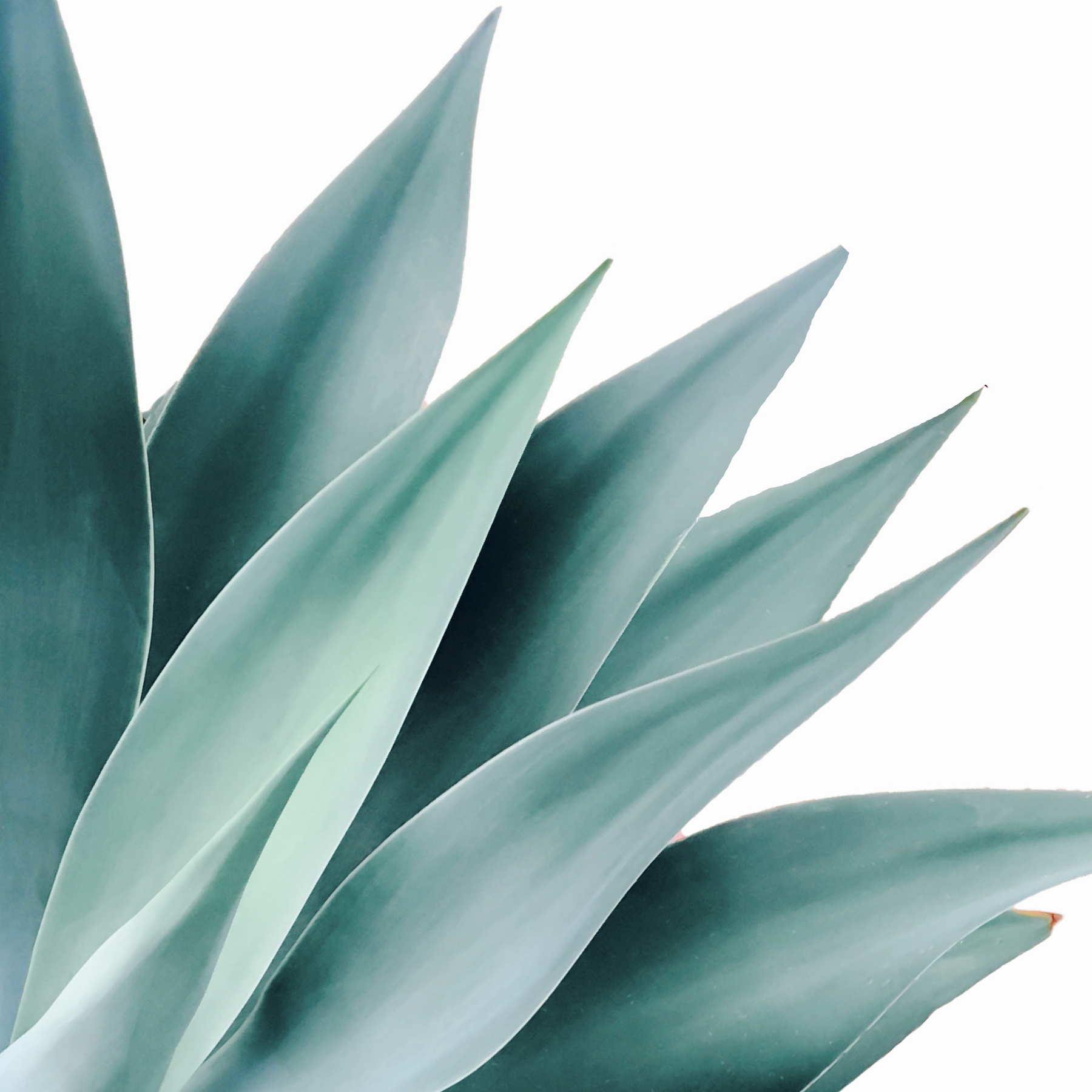 Agave Flare Wallpaper | Happywall.com