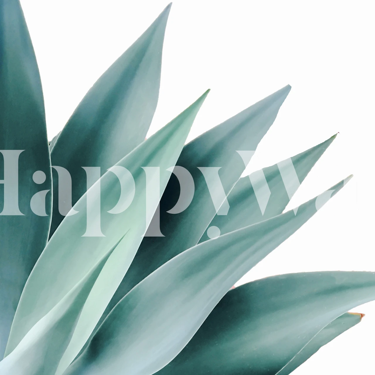 Agave green leaves wallpaper in a tropical style