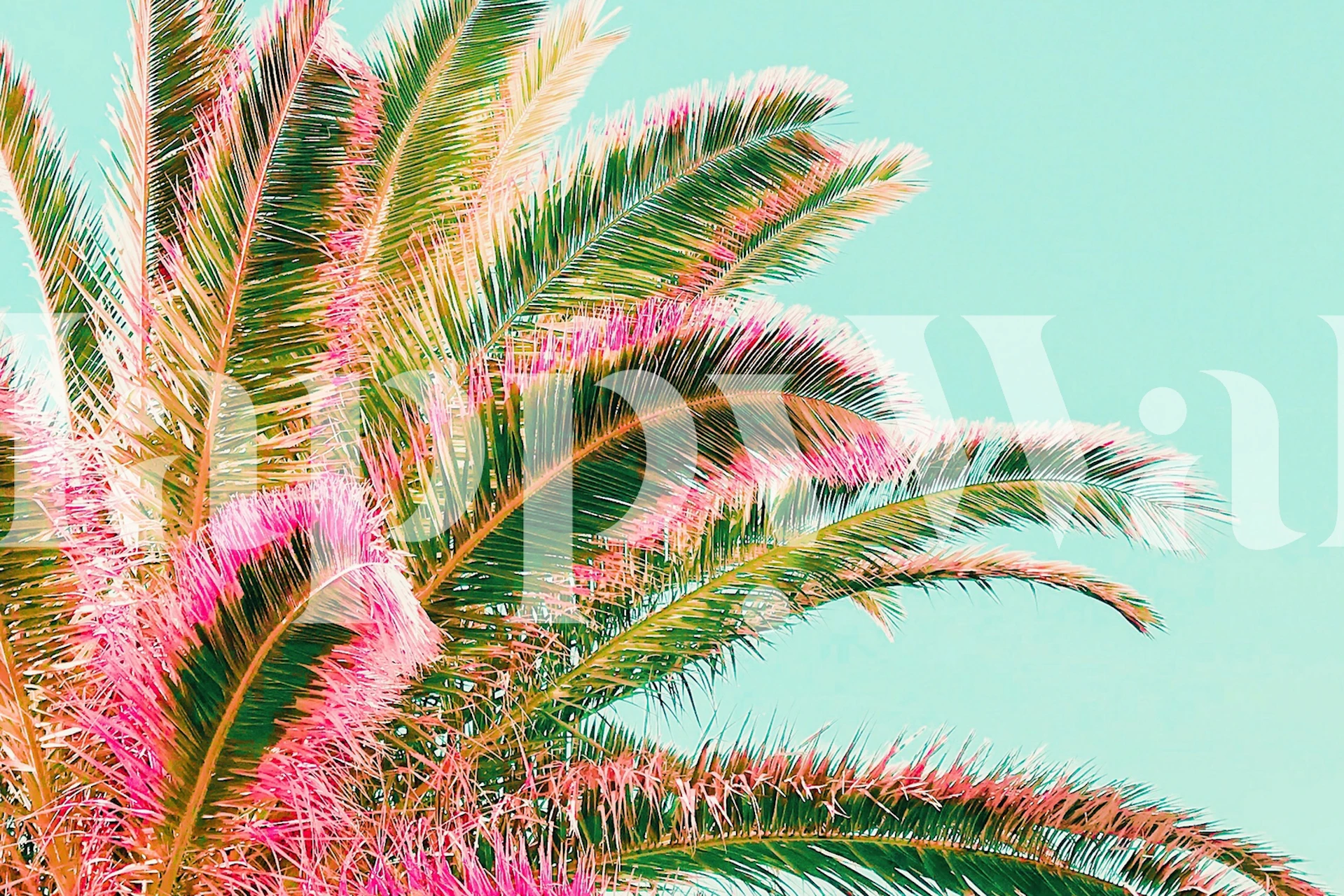 Tropical palm leaves in pink and green colors wallpaper