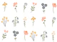 Wildflower Portraits on White