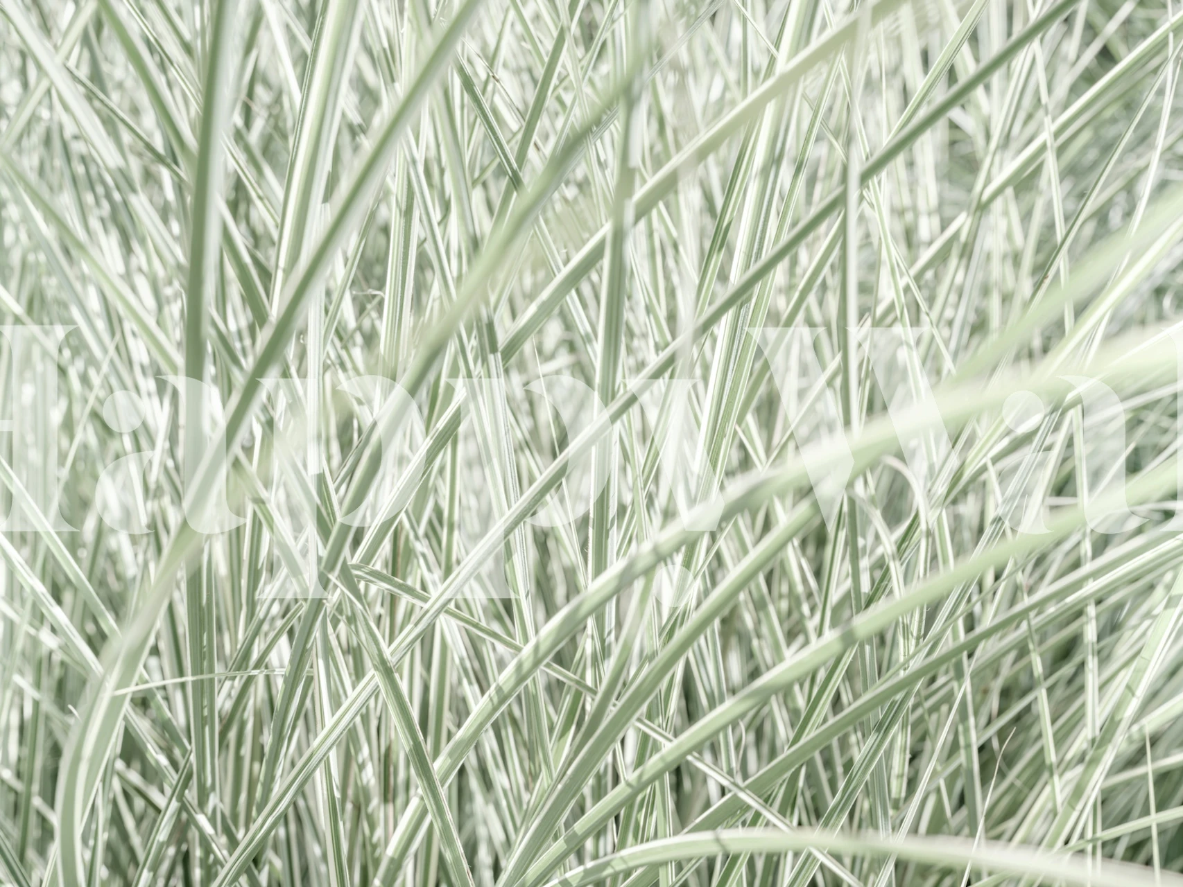 Lush Natural Vibes wallpaper in a room