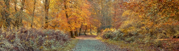 Scenic Path Under Golden Canopy