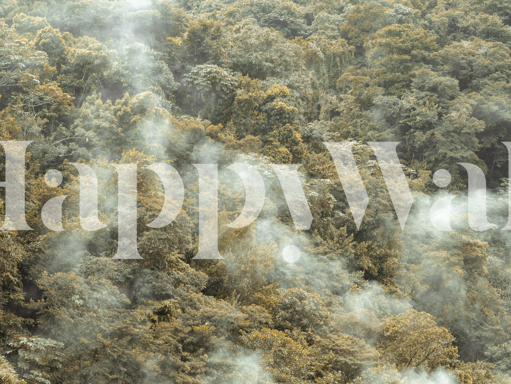 Misty forest canopy wallpaper in a room