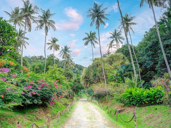 Vibrant Jungle Stroll
