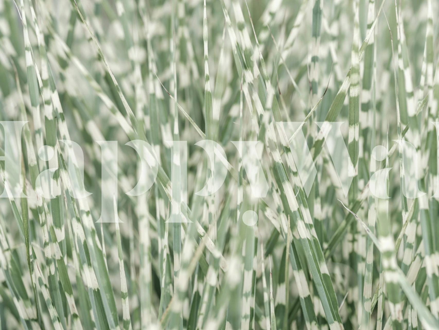 Textured green grass wallpaper with white stripes