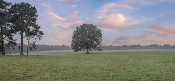 Tranquil Sunrise Field