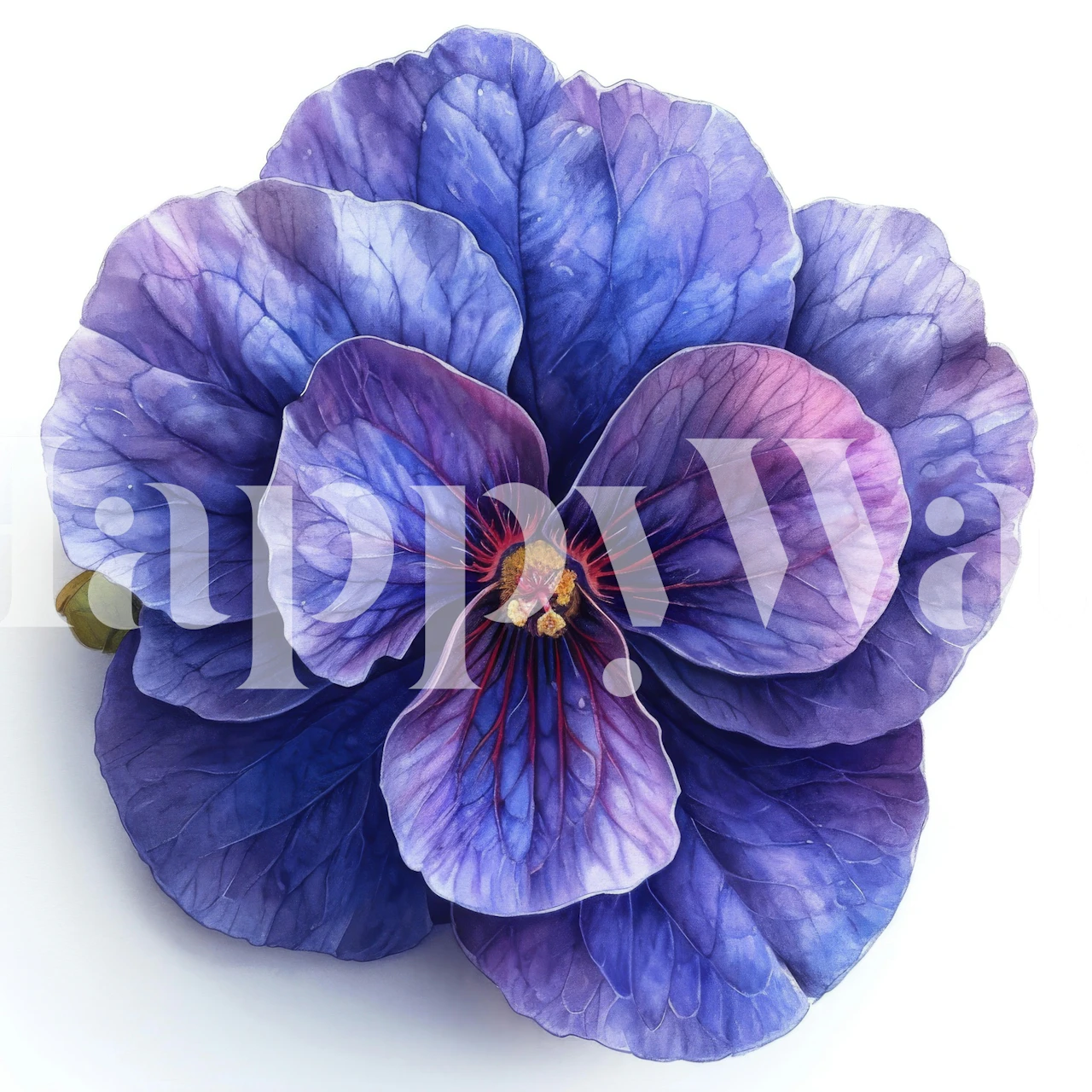 Large purple African violet flower with intricate petals, floral wallpaper