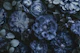 Mystic Midnight Garden Navy Blue Blooms