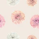 Romantic Pastel Dahlia Pattern
