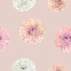 Blossoming Dahlia Pattern
