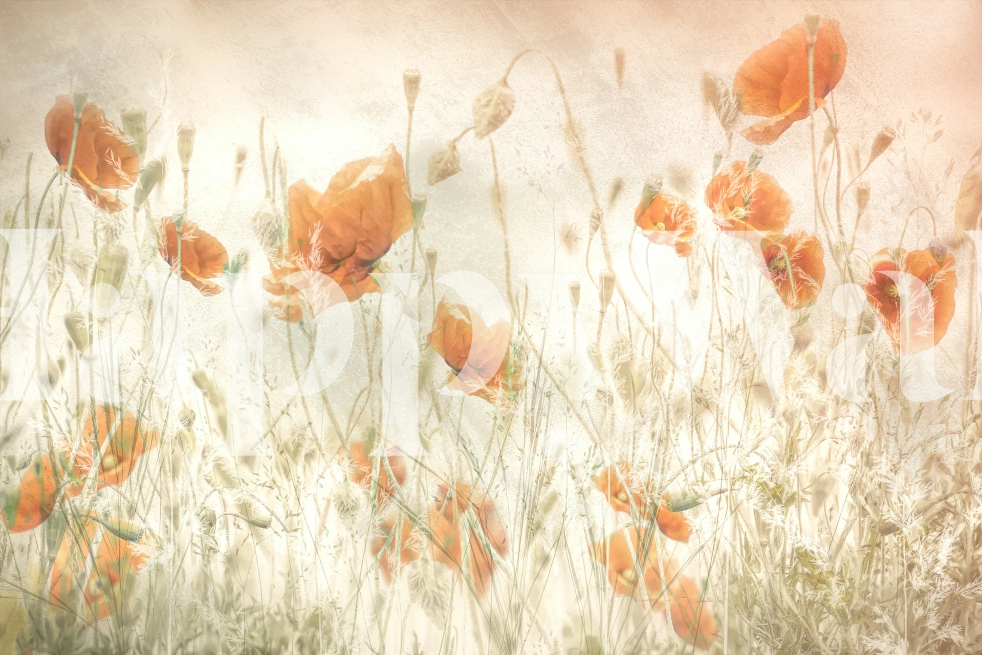 Poppies in a field behangontwerp