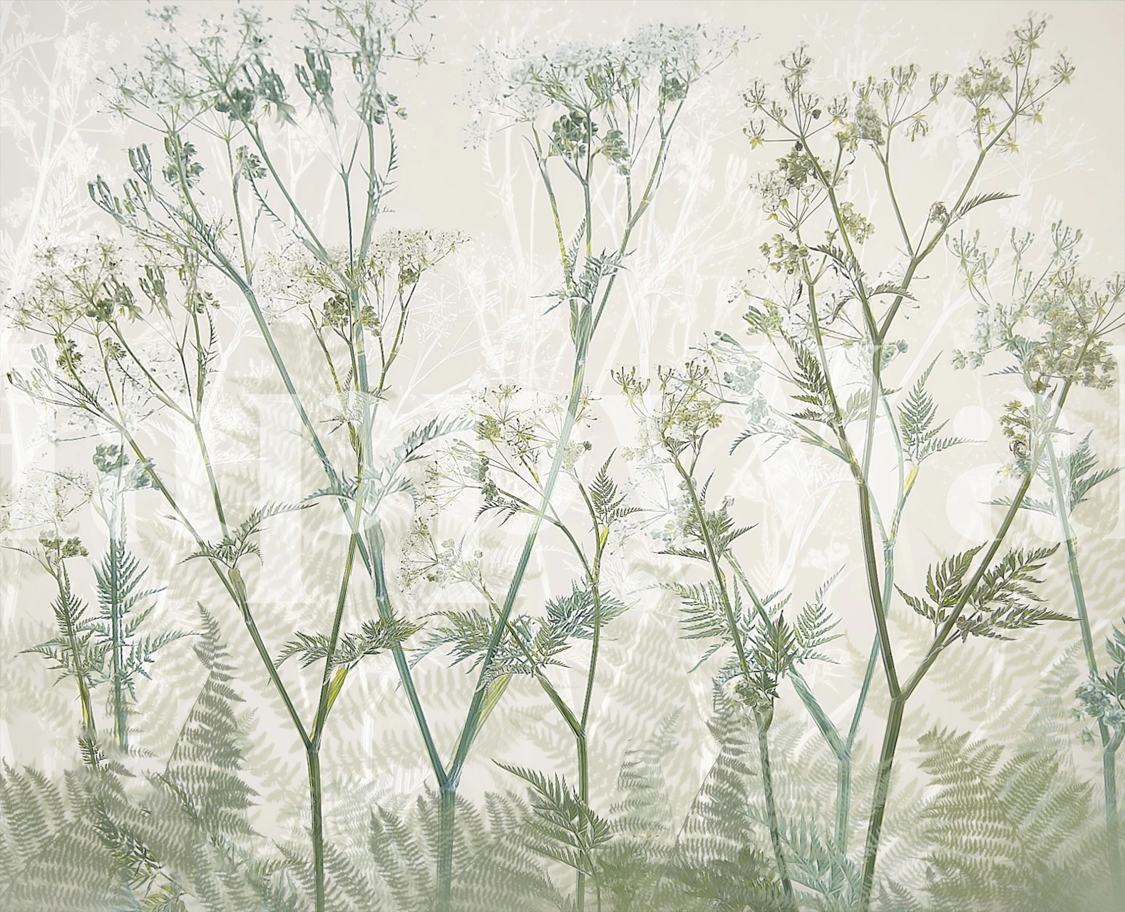 Botanical Cow Parsley grey wallpaper with floral motifs