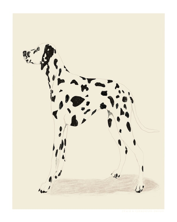 Pandc Dalmation