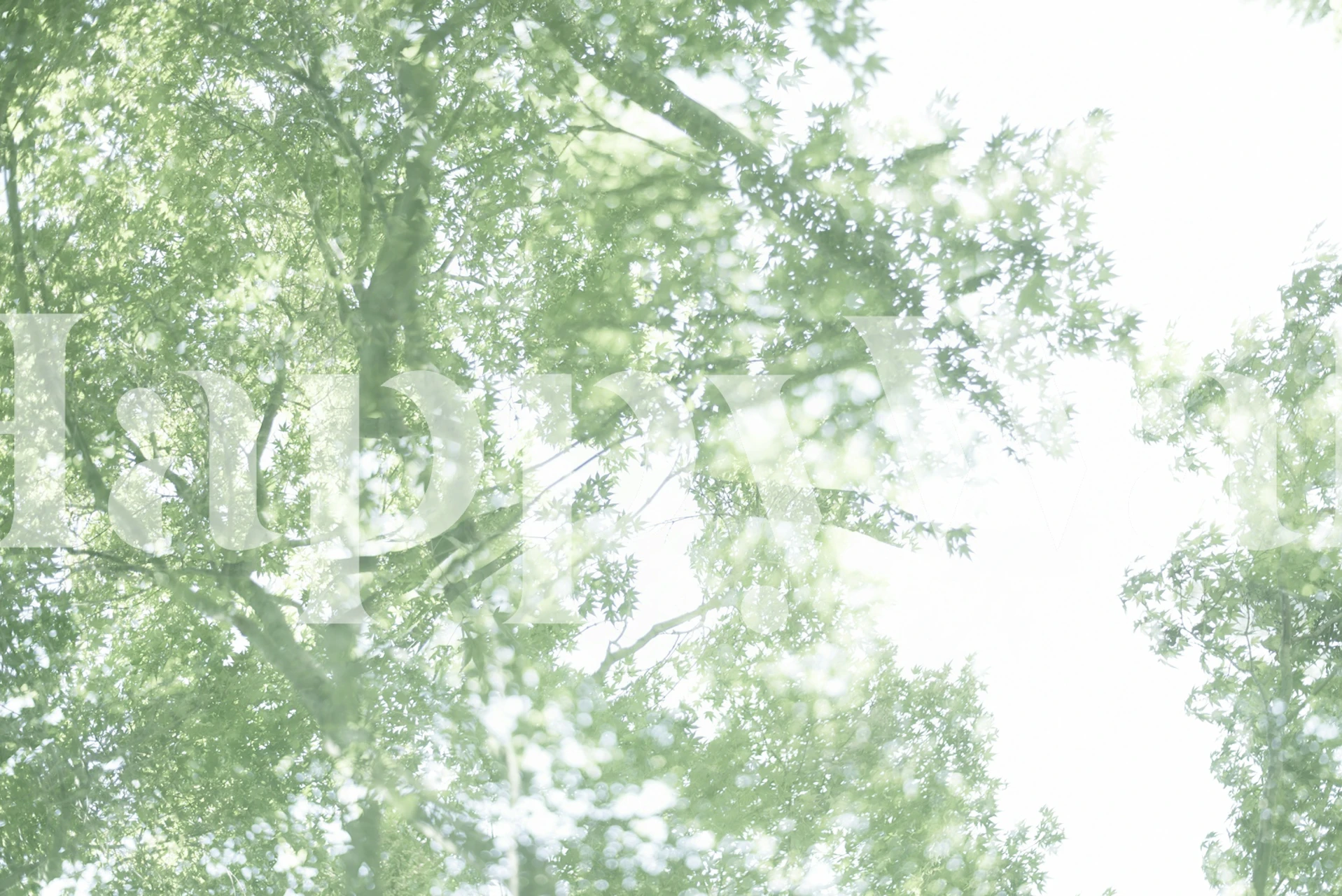 Leafy canopy wallpaper in a bright room