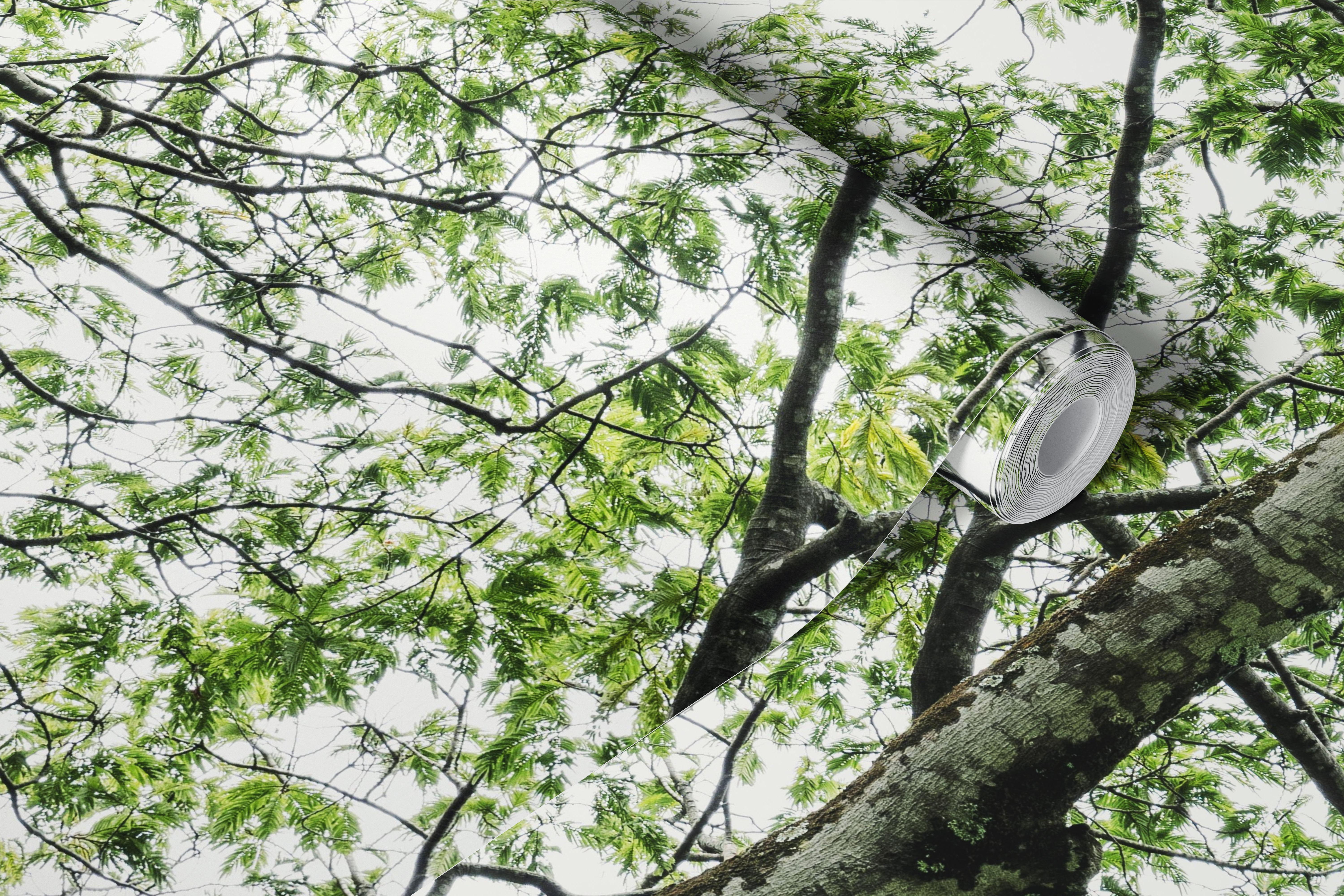 Leafy tree canopy wallpaper in a bright room