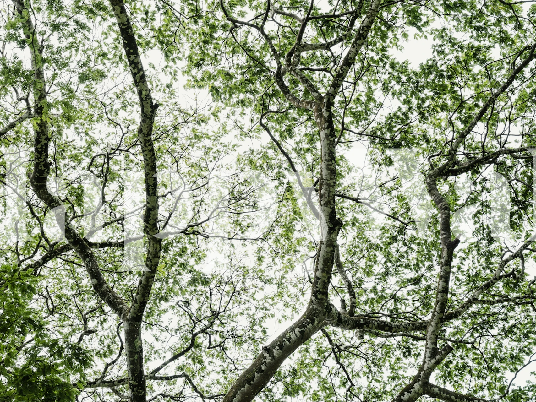 Papier peint Leafy Serenity #2 dans une pièce