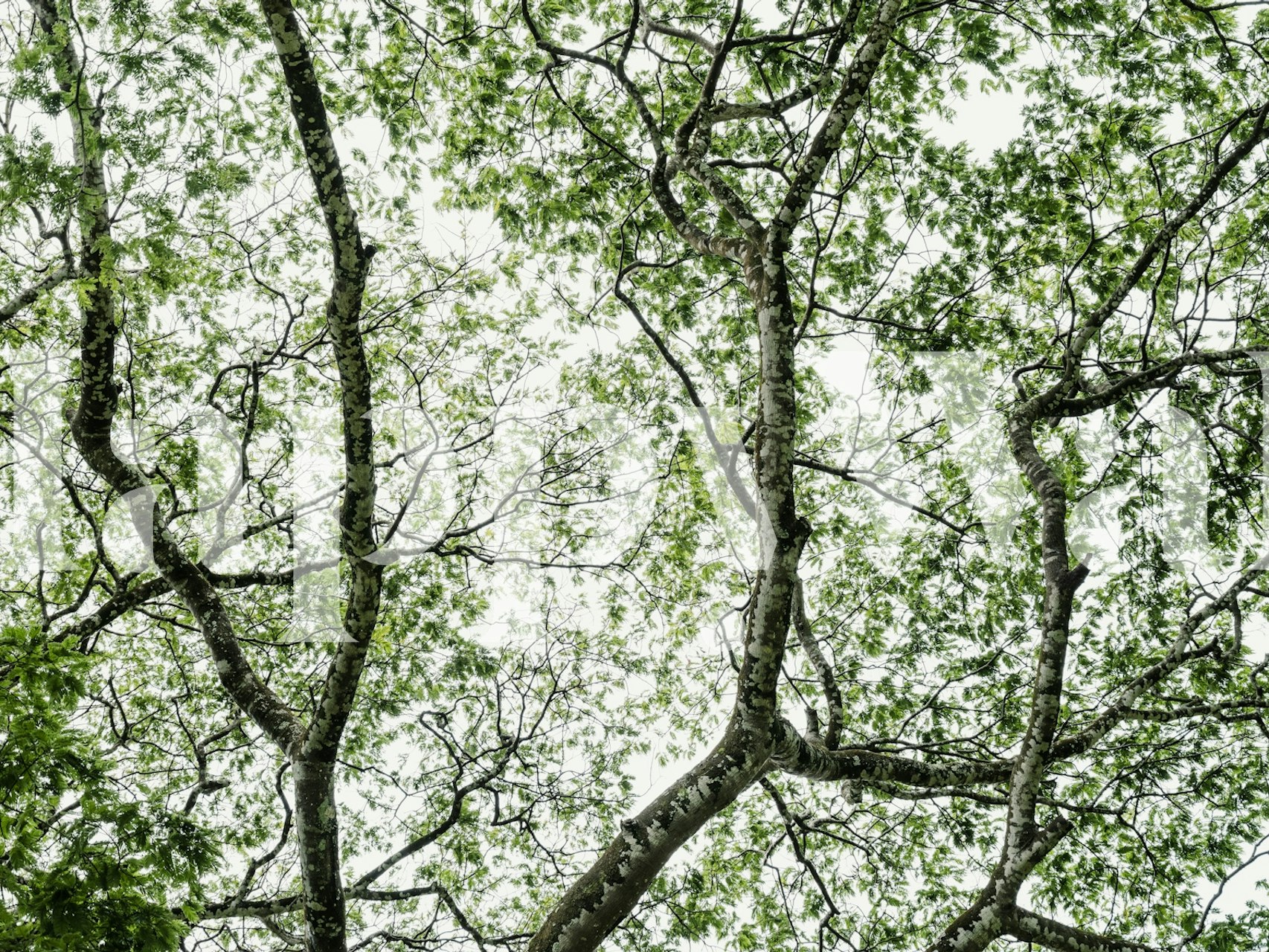 Leafy Serenity #2 wallpaper in a room