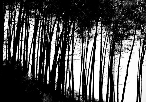 Black and white forest