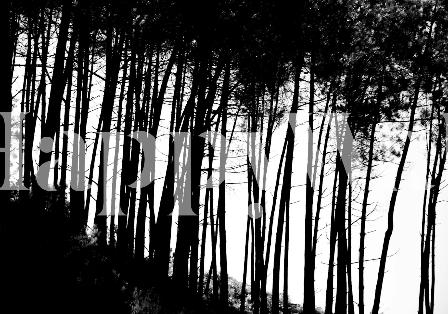 Silhouetted trees against a white background, black and white wallpaper