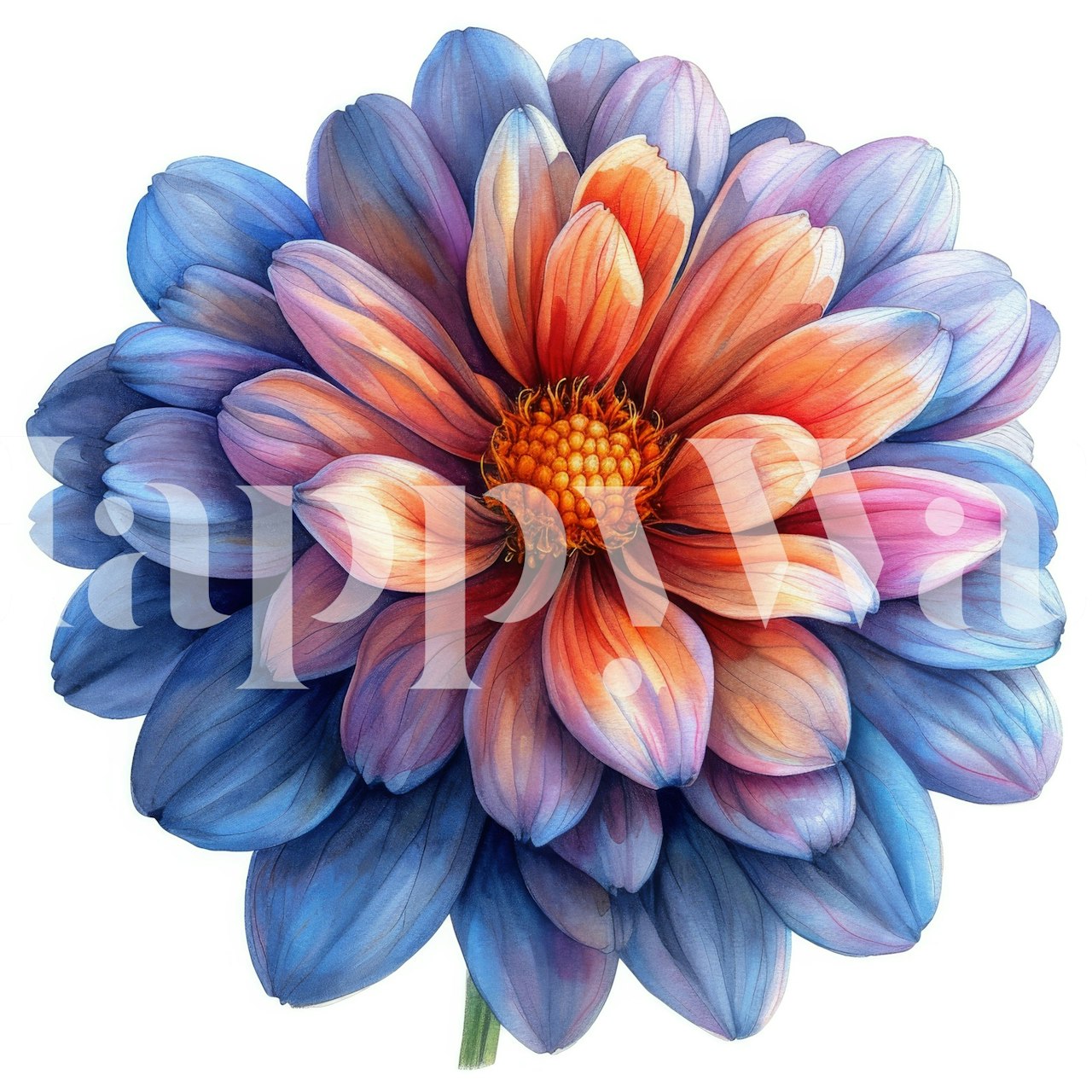 Large blooming chrysanthemum in shades of blue and orange wallpaper