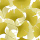 Ginkgo Biloba Leaves 3